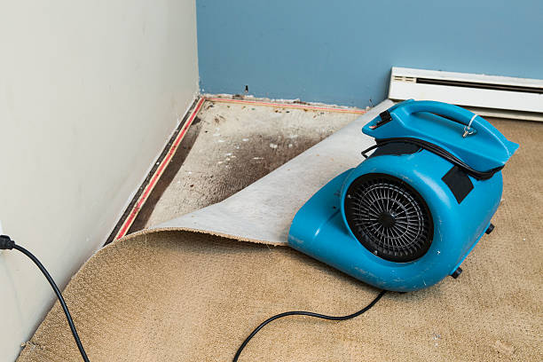 Best Water damage cleanup near me  in Laurel Lake, NJ